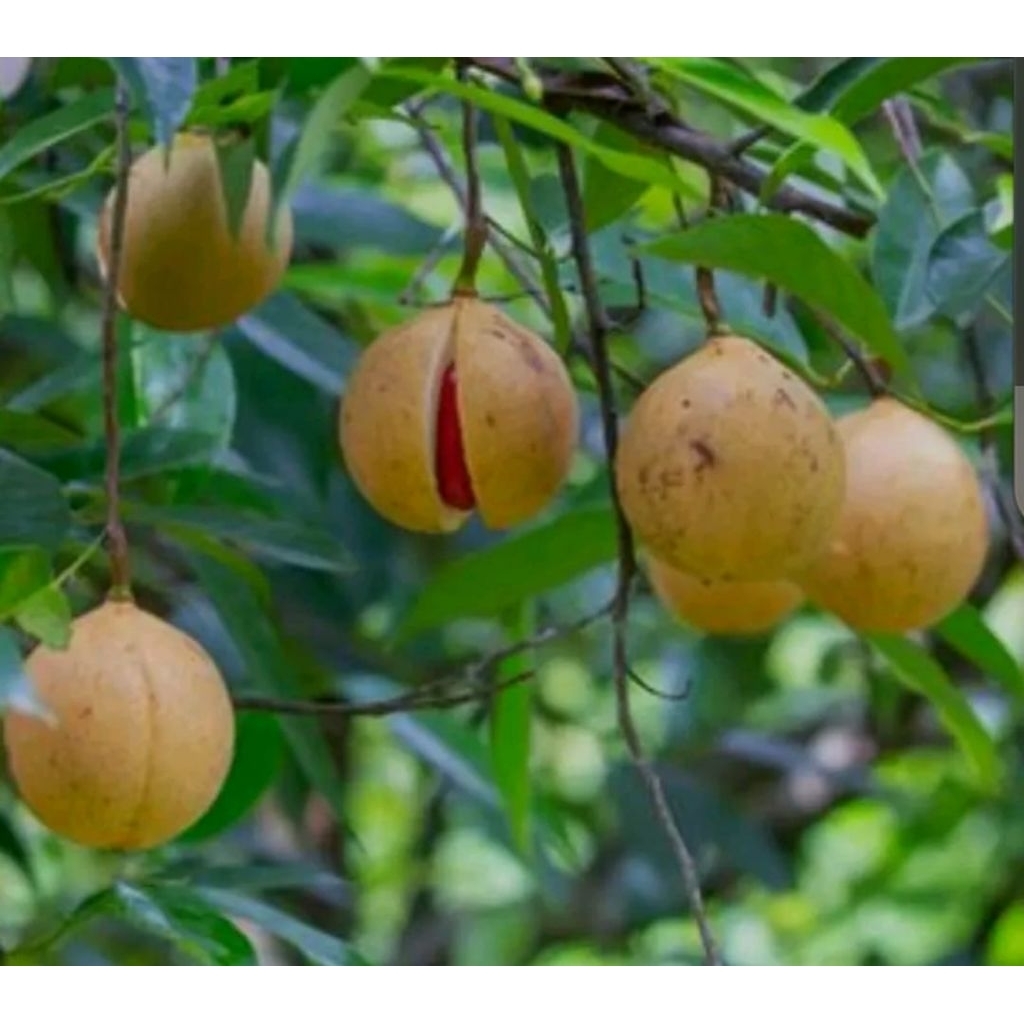 

termurah !!buah pala tua segar/obat herbal & manisan redyy