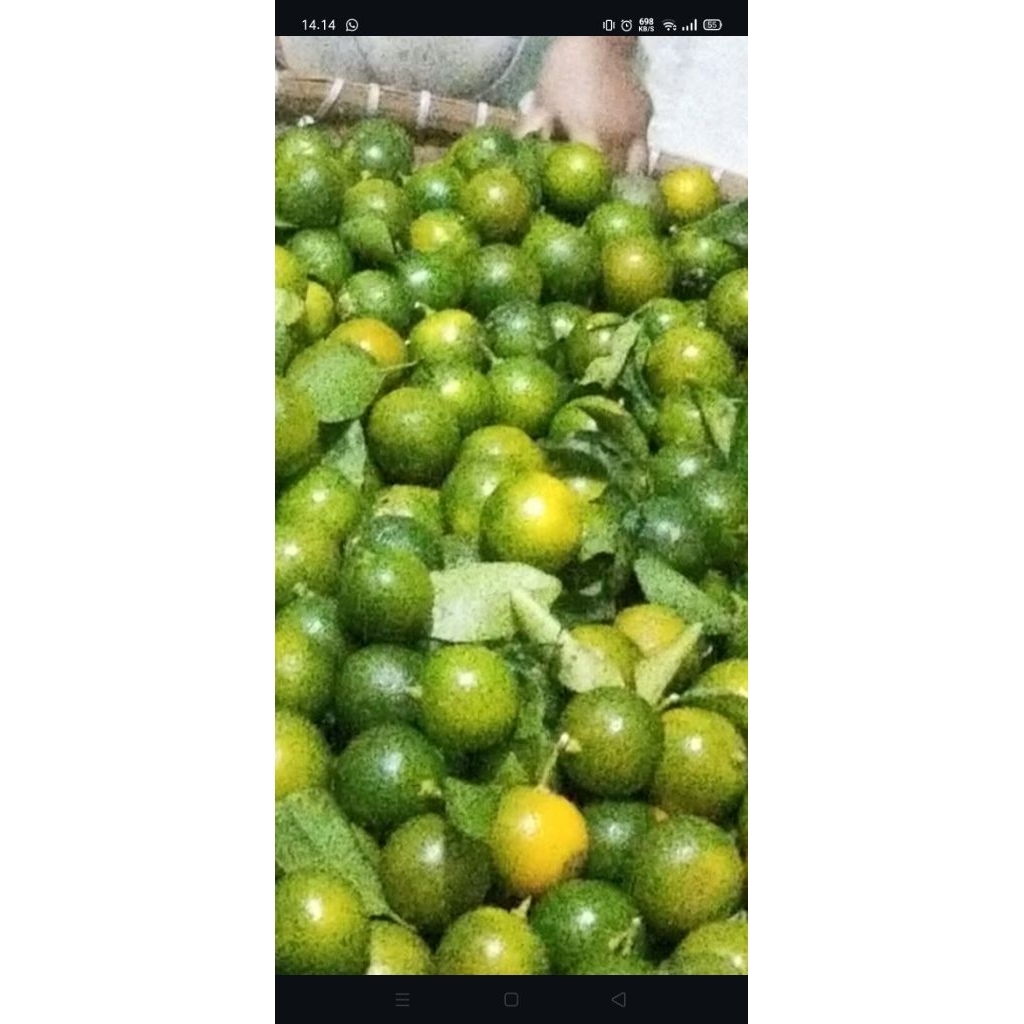 

(5kg) jeruk sonkit jeruk kasturi lemon cui