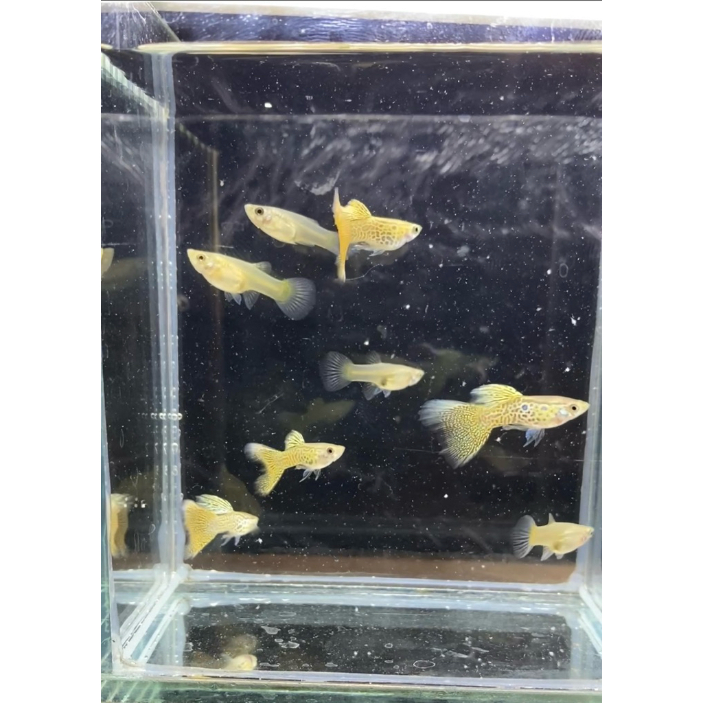 Ikan Guppy Yellow Cobra