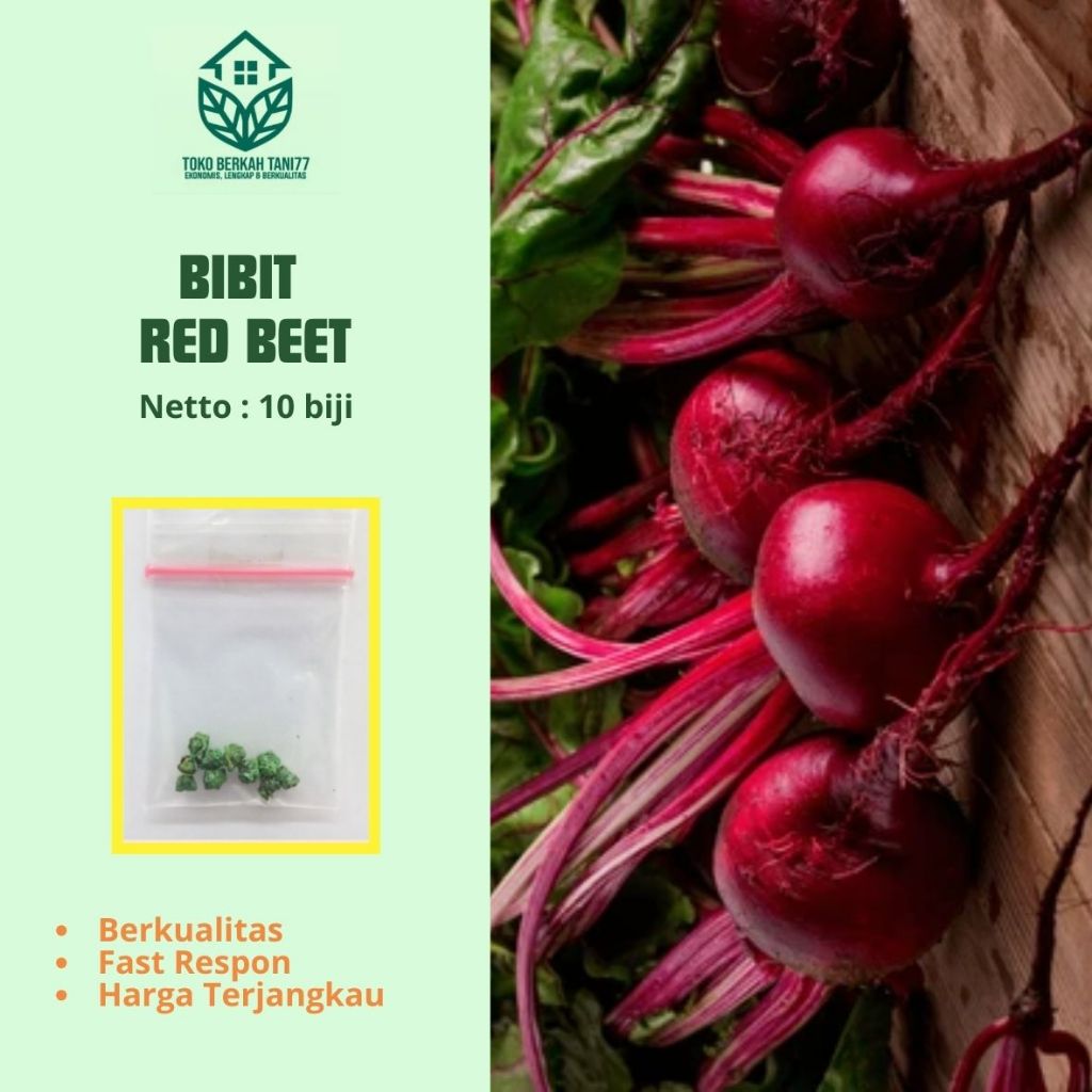 Benih Buah Organic Red Beet Bibit Red Beet Buah Ubi Merah Beetroot Benih Buah-buahan Berkualitas