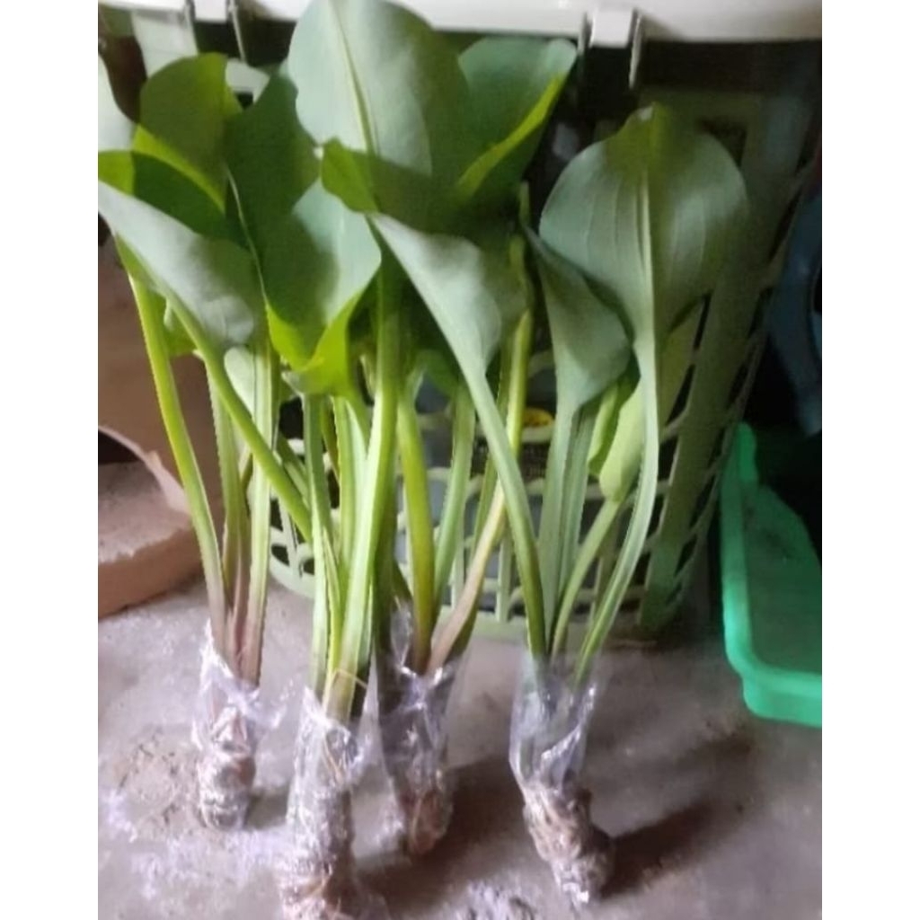 

promo/bibit sayur genjer_gendot. !!isi 10pcs ready