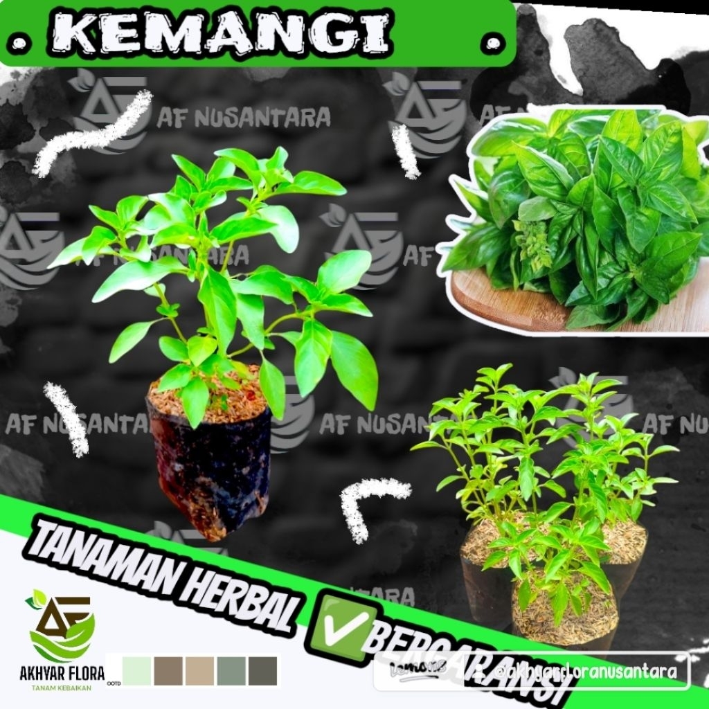 Bibit Daun Kemangi Lalap ( Lalapan ) Tanaman Herbal Daun Kemangi