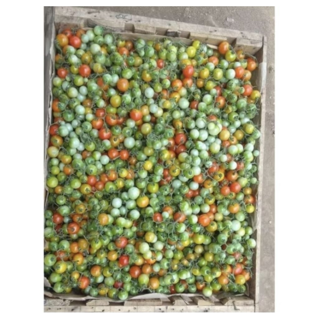 

RAMPAI LAMPUNG / TOMAT