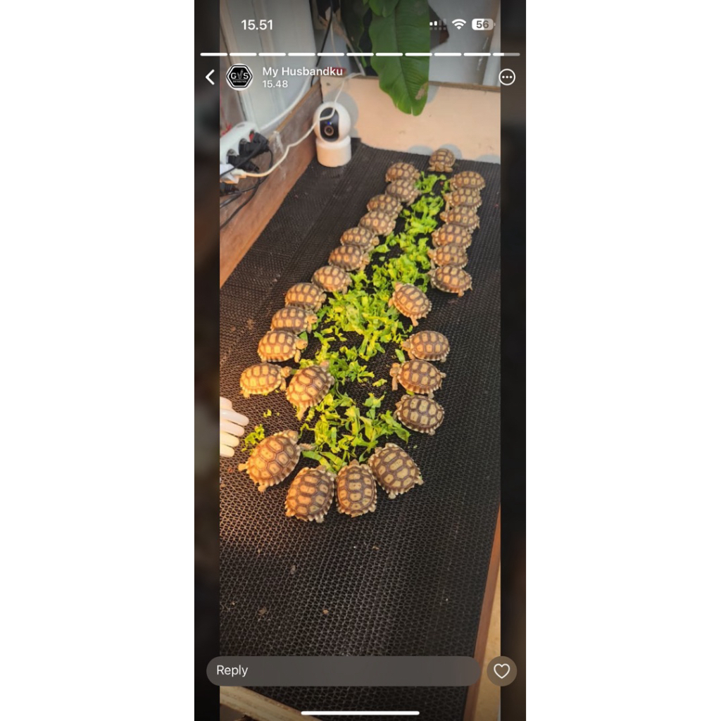 Sulcata 5,5cm -6 cm terawat sehat