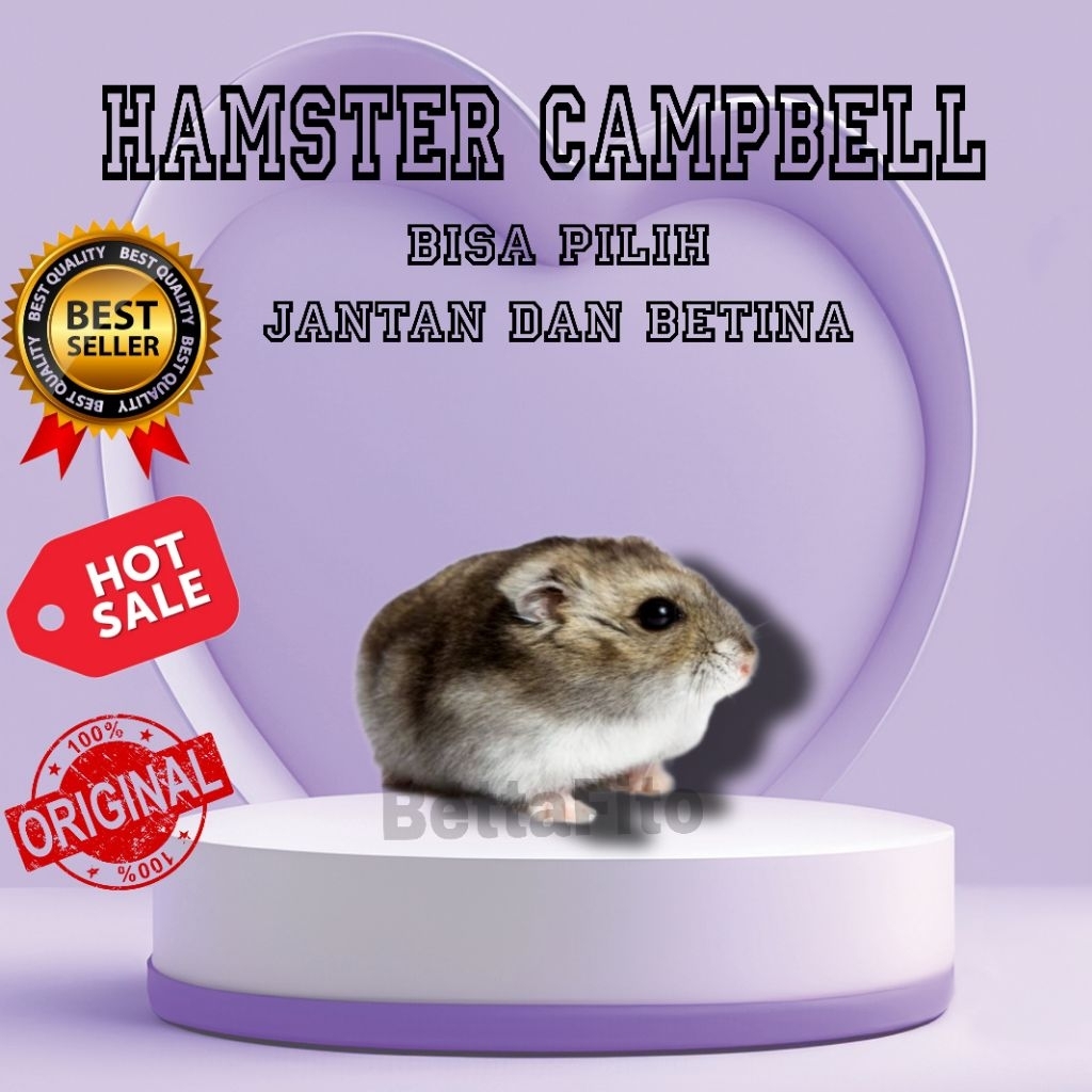 hamster Campbell