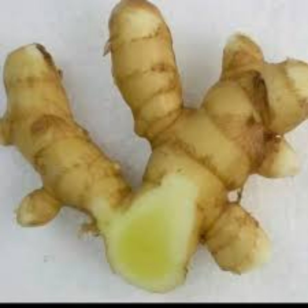 

Temu mangga curcuma mangga curcuma amanda kunir putih temu bayangan temu poh temu pauh segar fres bersih 1kg