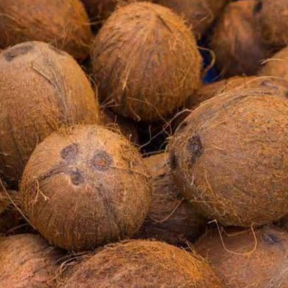 

kelapa tua udah d kupas siapa kirim