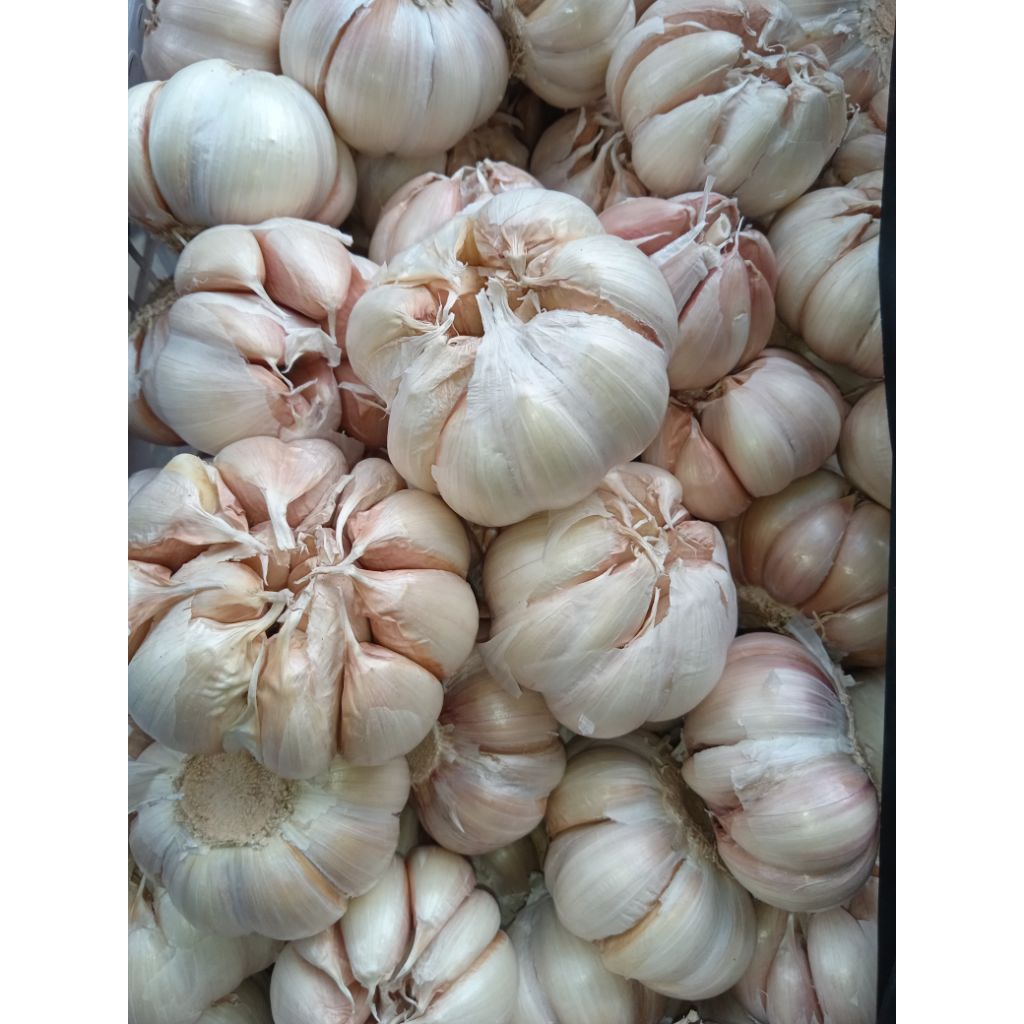 

Bawang Putih Kualitas Super