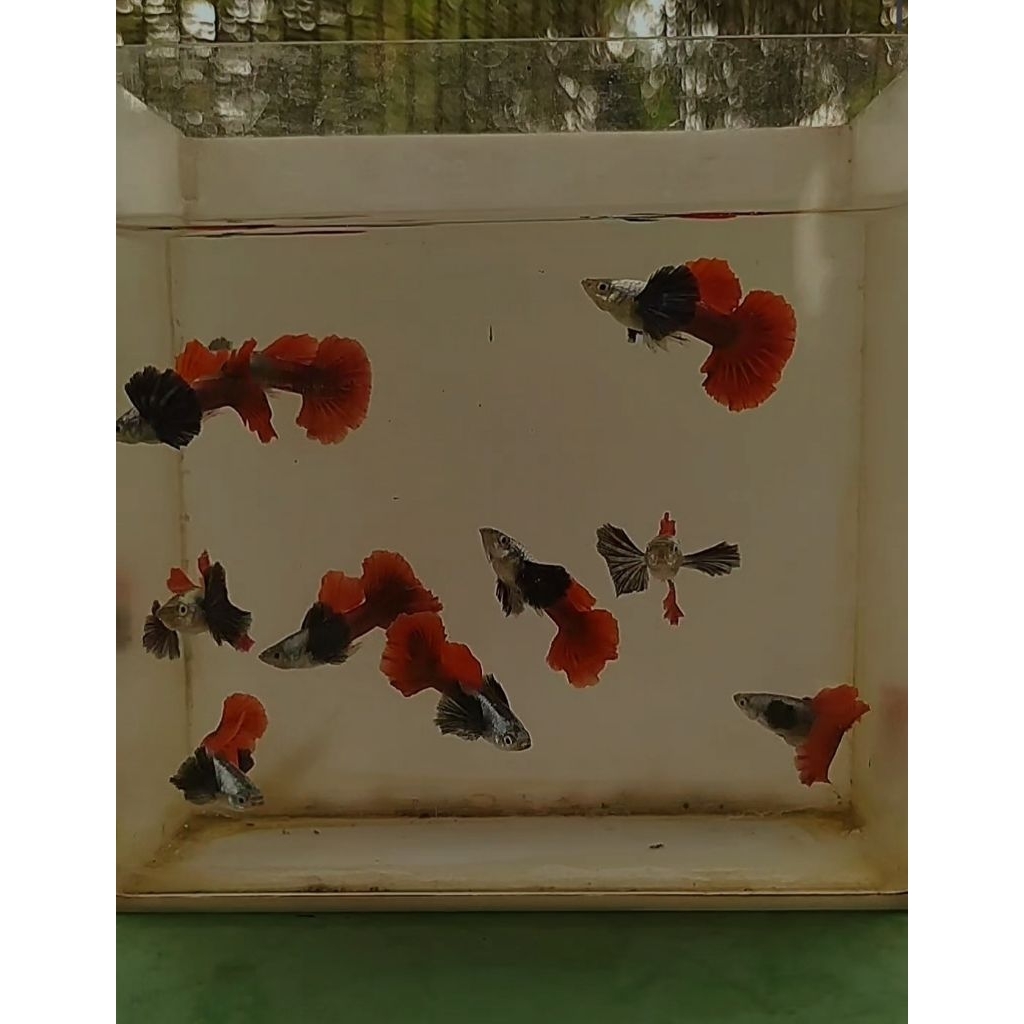 Stiker Guppy PRTDE Halfmoon Butterfly Grade A