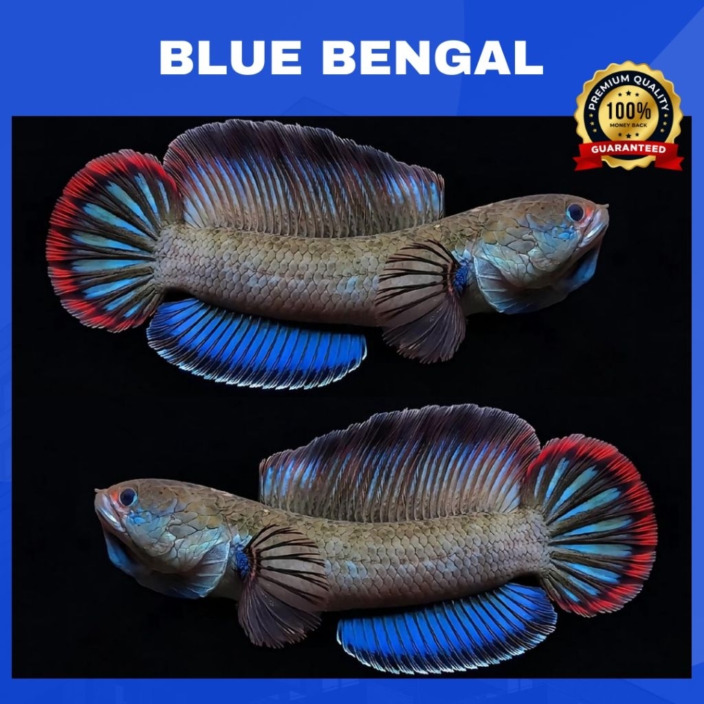 (CHANNA) BLUE BENGAL - High Fin Gachua CB REALL IMPORT 100%  | SINGLE TANK - BEST SORTIRAN | Snakehe