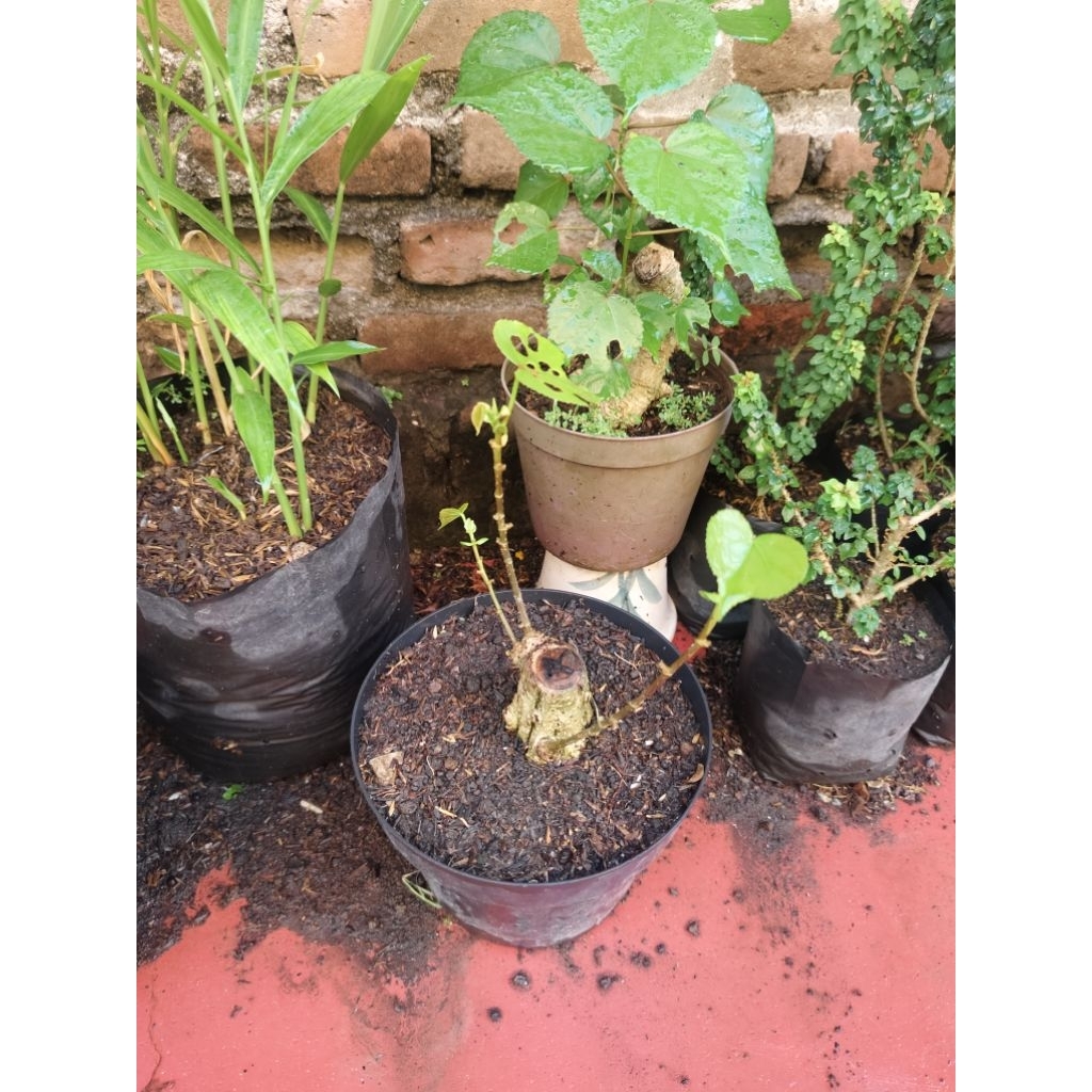 waru taiwan dan india besar kaki sudah prokar