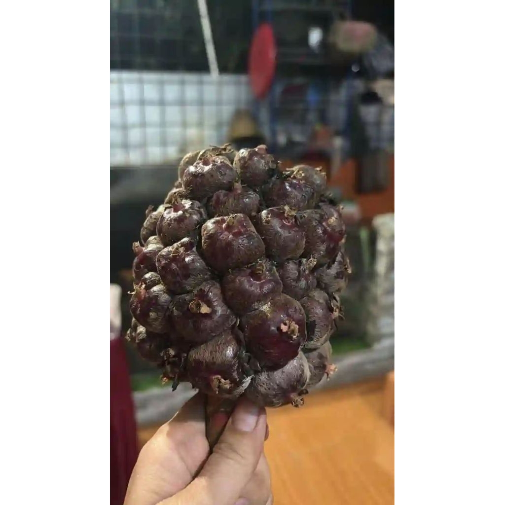 

Honje Hitam/Bunga Kecombrang/Honje Laka Segar - 1 kg