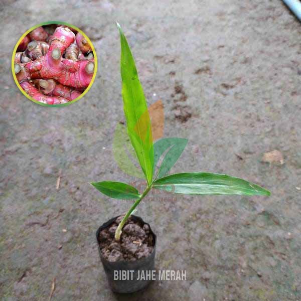 Bibit Jahe Merah untuk Perkebunan Rimpang