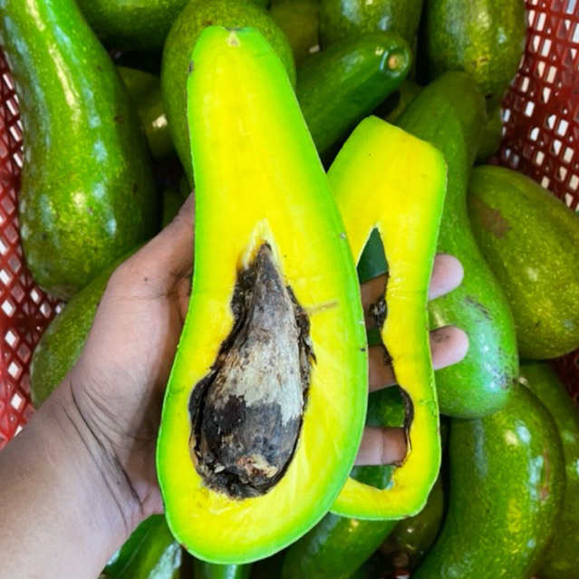 ALPUKAT MENTEGA ALIGATOR ASLI MALANG JUMBO FULL GARANSI