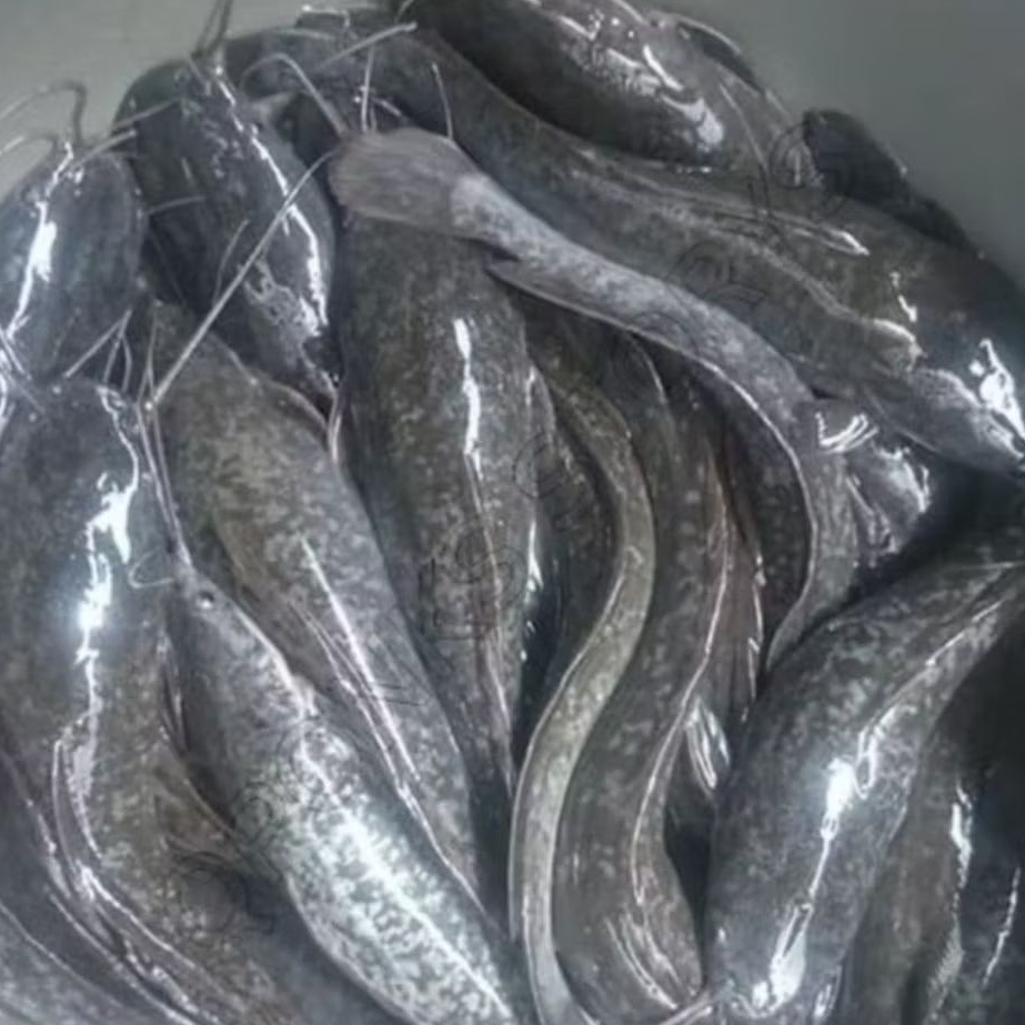 BIBIT LELE SANGKURIANG 16-20 CM [ISI 15 EKOR]