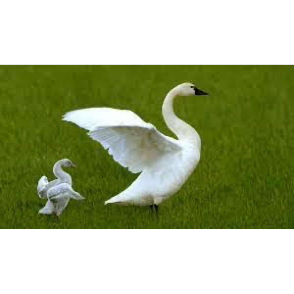 TELUR FERTIL ANGSA SOANG FRESH UNTUK DITETASKAN