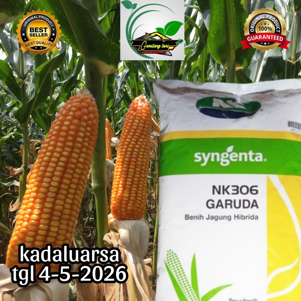 BENIH JAGUNG NK.306 GARUDA