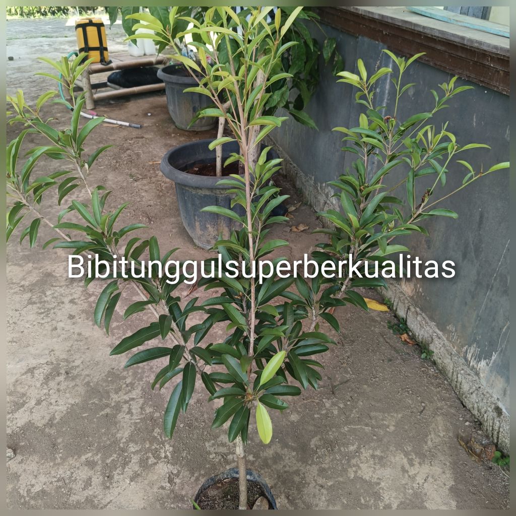 bibit tanaman sawo jumbo alano