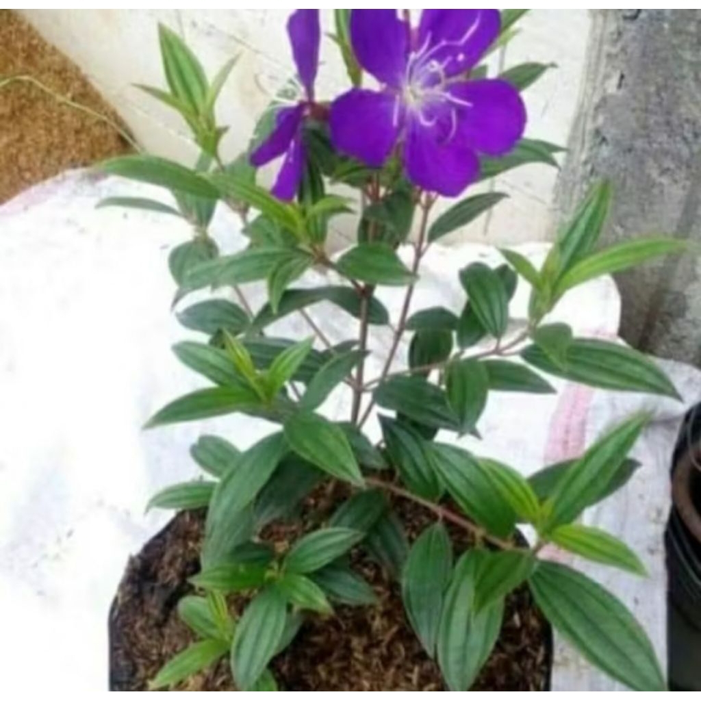 Tanaman hias senggani bunga ungu - tebocina - pohon senggani