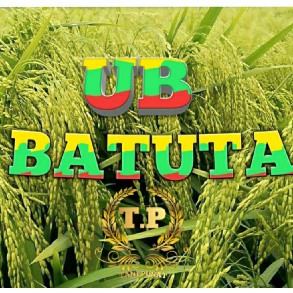 benih padi UR BATUTA ORIGINAL 5kg