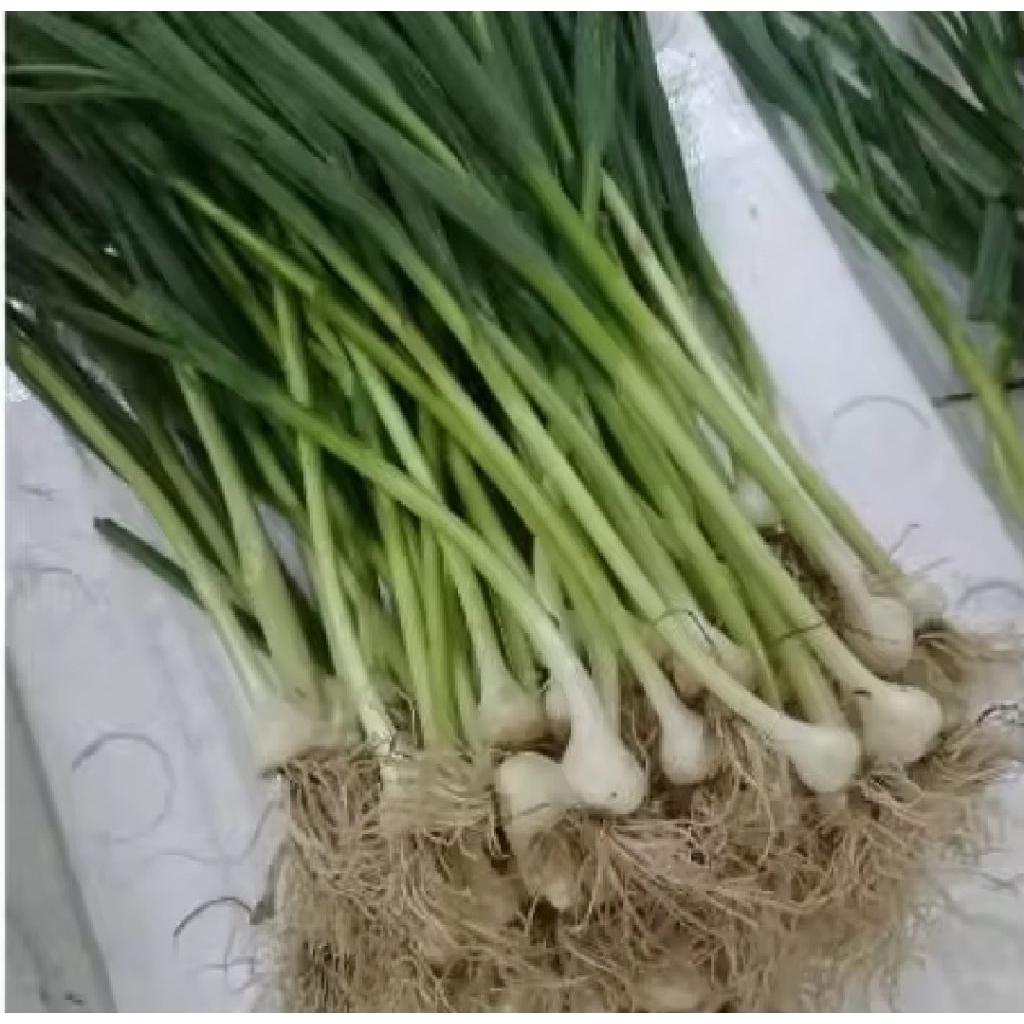 Daun Bawang Son - Lokio - Daun Cung