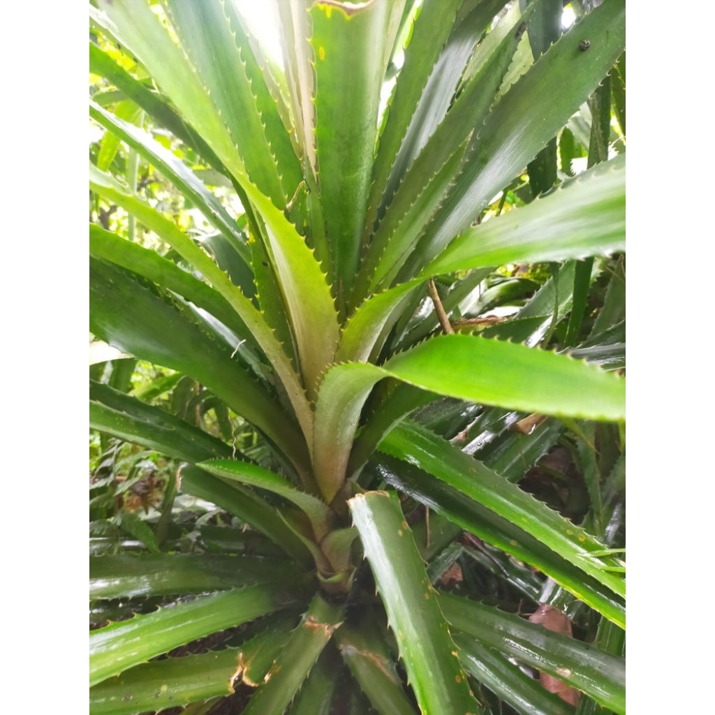 bibit nanas buaya merah
