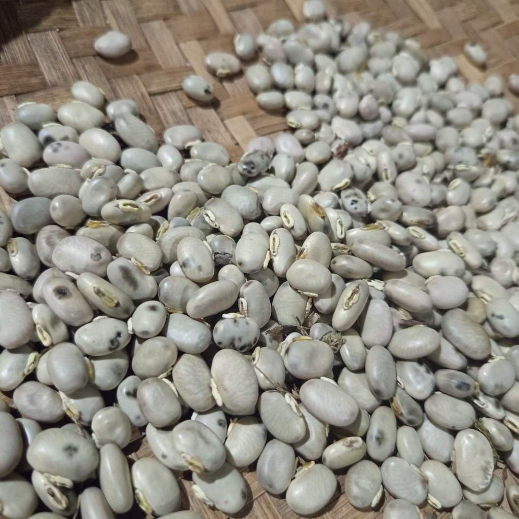 

Kacang koro benguk mentah lokal 500g _ bendol_store