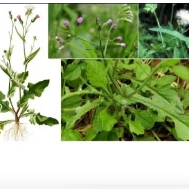 100 GRAM DAUN BATANG AKAR TEMPUH WIYANGAN JONGHE CENTONGAN