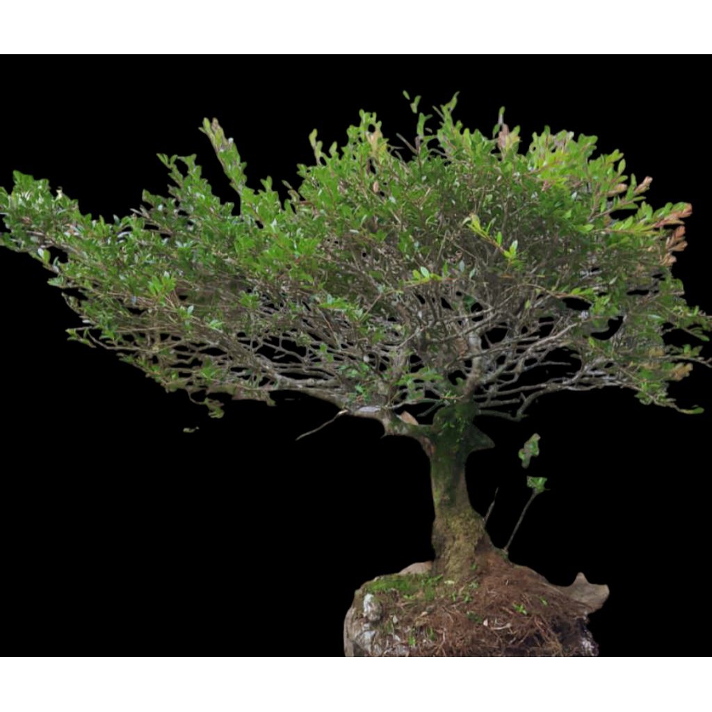 bonsai santigi gunung jumbo