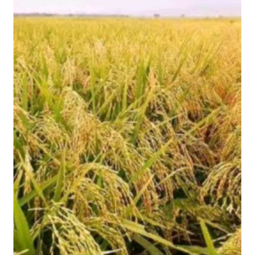 BENIH PADI YANG COCOK DI RAWA DAN AIR BANJIR PADI SRI DELA