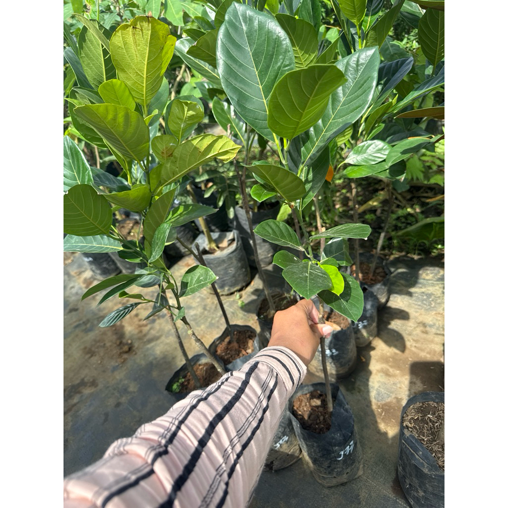 BIBIT NANGKA J33