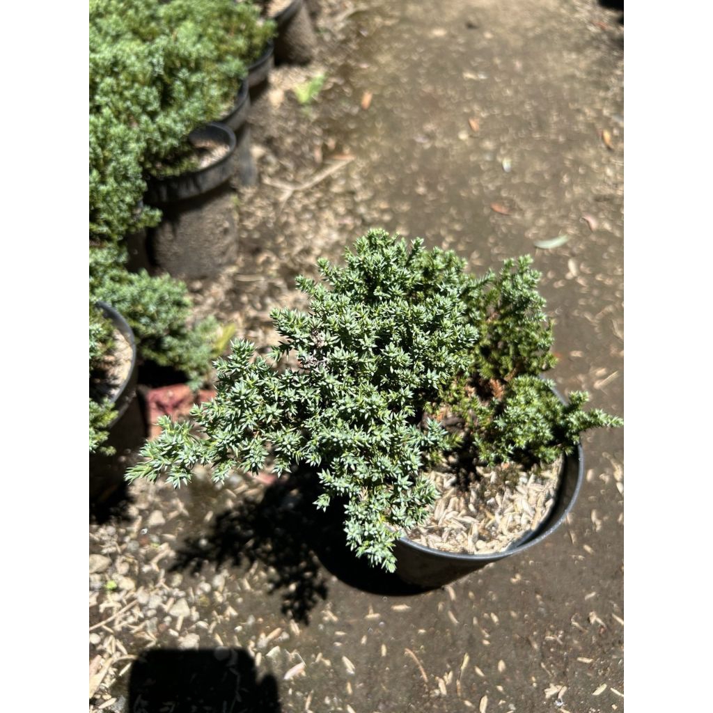 Tanaman hias cemara pingpong dwarf bahan bonsai