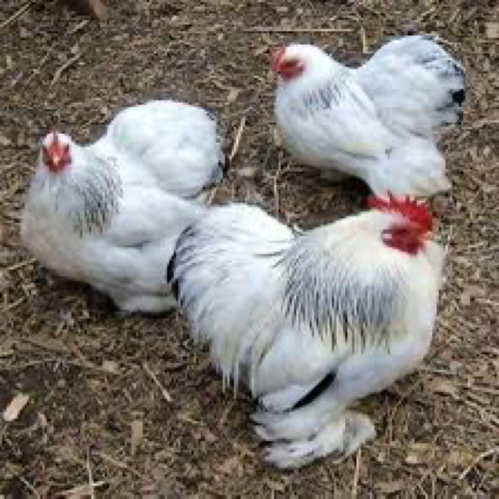 TELUR FERTIL AYAM HIAS BANTAM CHOCIN UNTUK DITETASKAN