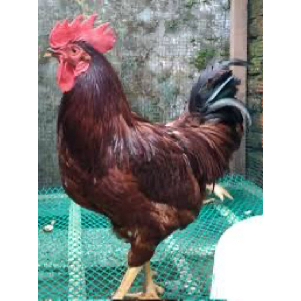 TELUR FERTIL AYAM RIR UNTUK  DITETASKAN