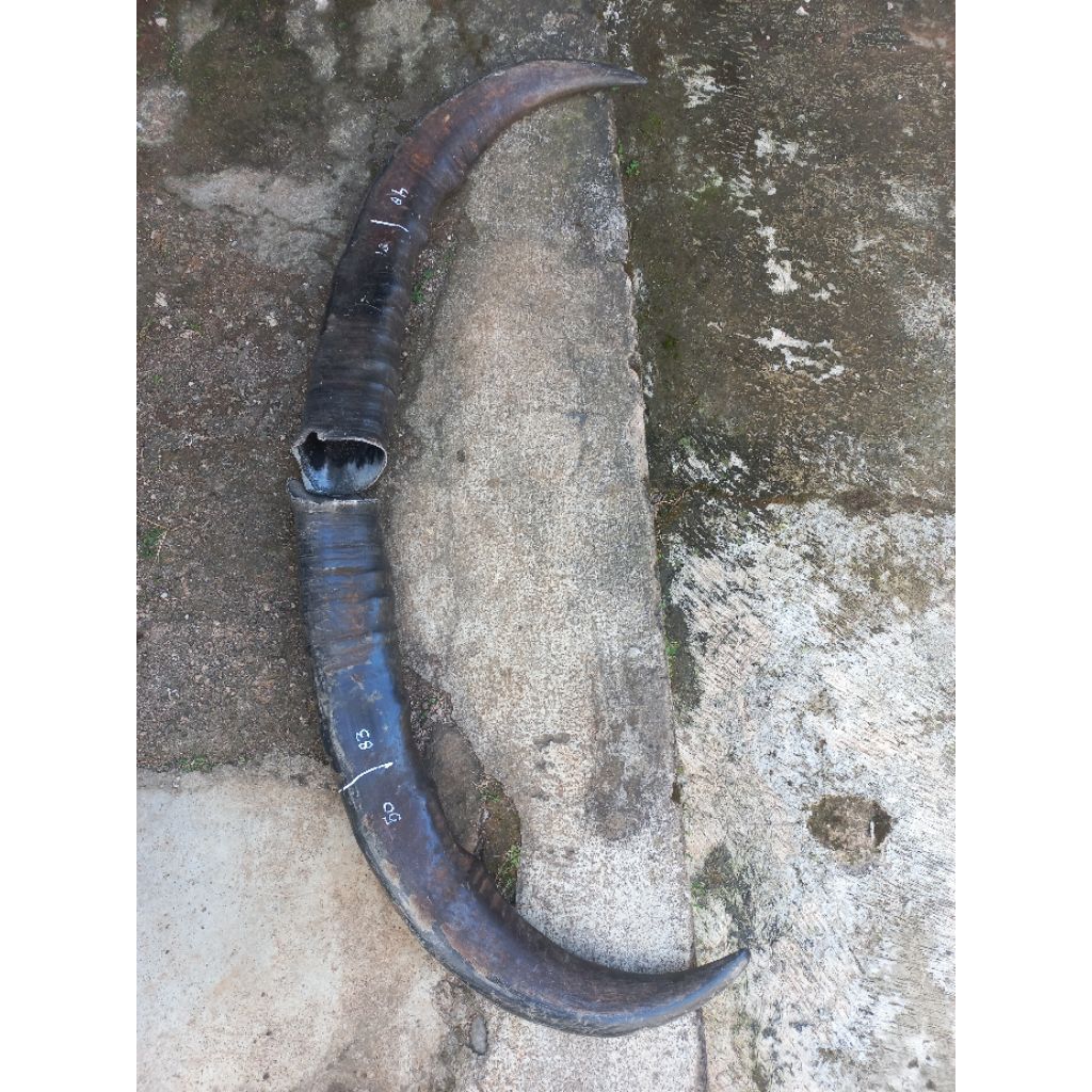 tanduk kerbau hitam padat 45 cm up