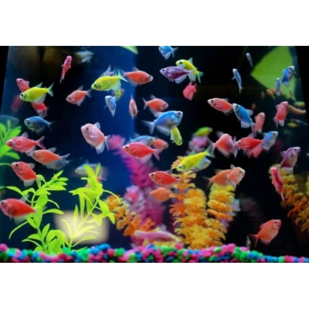 ( bonus umpan)GLOWFISH TETRA.. 20ekor indukan hiyasan isi Akuarium/ikan/pemandangan/hiyasan