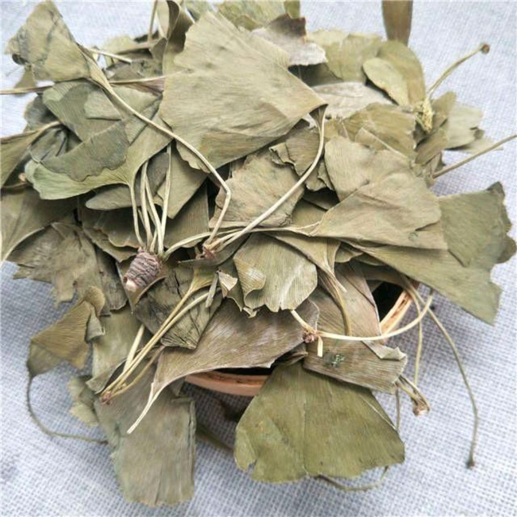 yin xing ye 100gram ginkgo biloba / ginkgo leaf / ginkgo biloba leaf