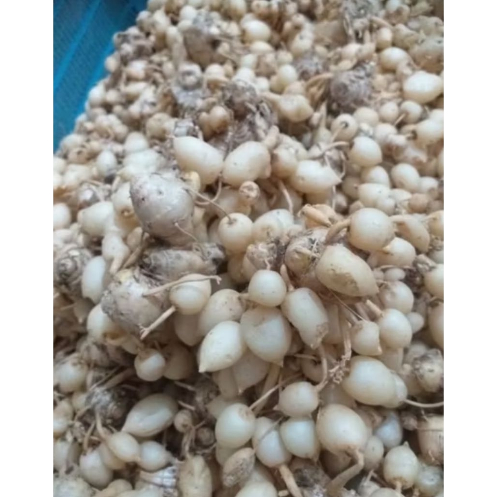 

Kunyit Putih Segar Gomyok 500 gram Herbal Alami