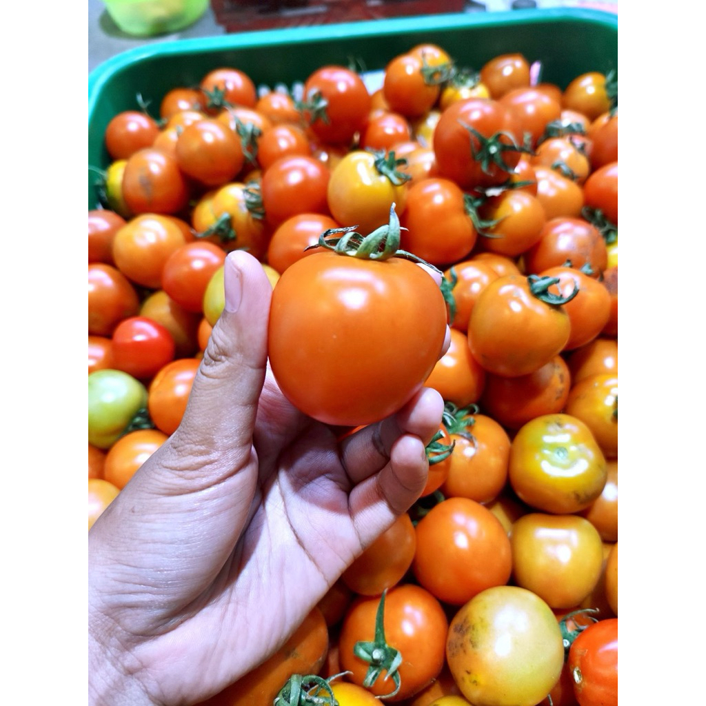 

Tomat Segar 1000 gr / 1 kg – Petik Langsung dari Kebun