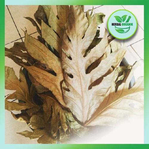 

Daun Sukun kering 500 gram herbal alami herbal organik