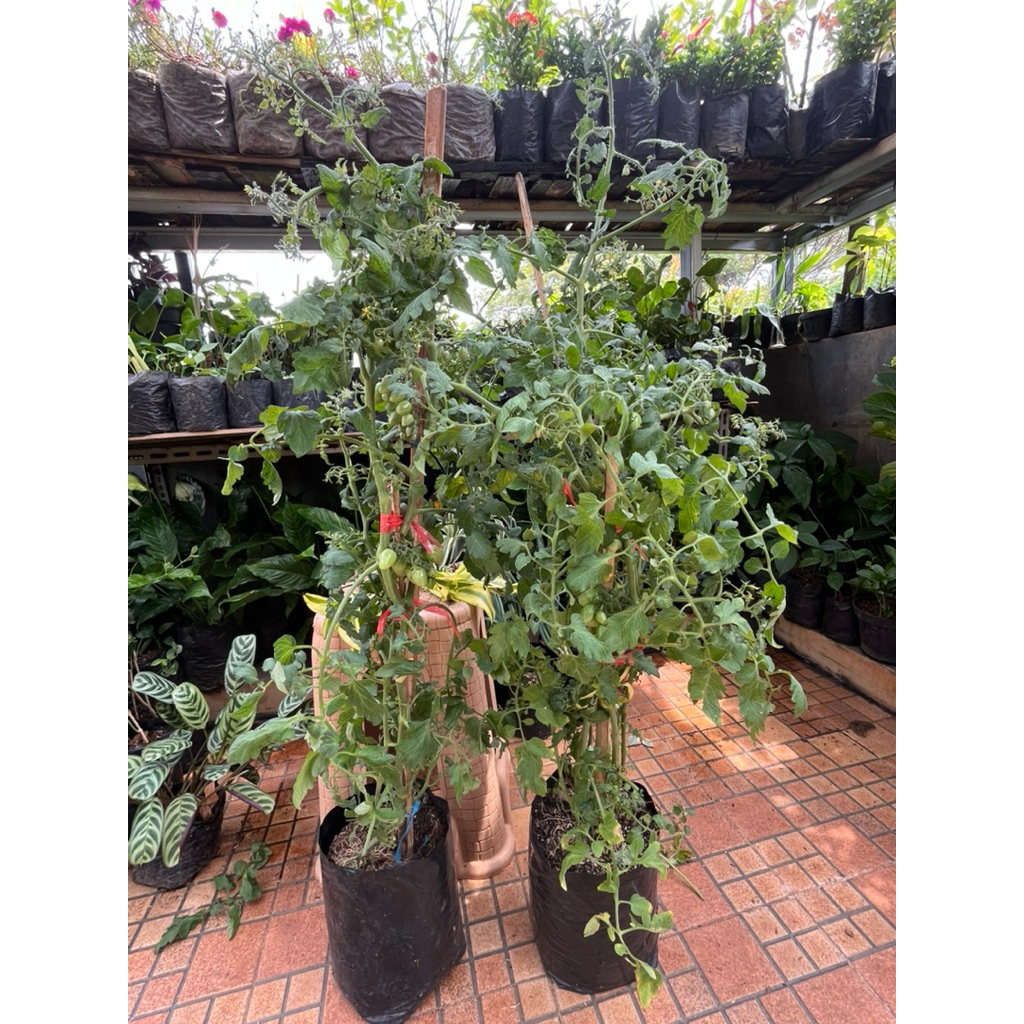 tanaman buah tomat sayur // tomat besar