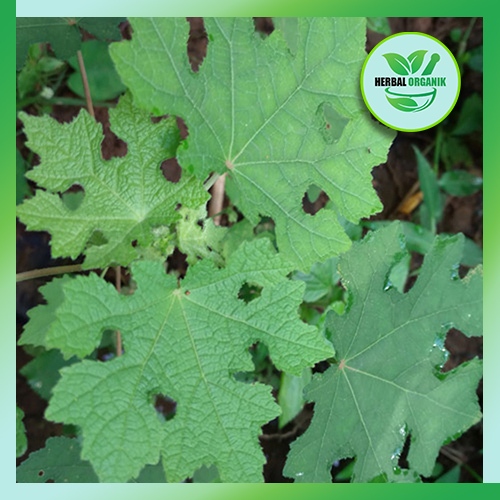 

Daun Pulutan / Pungpurutan (Urena lobata L.) Segar 1 kg herbal organik