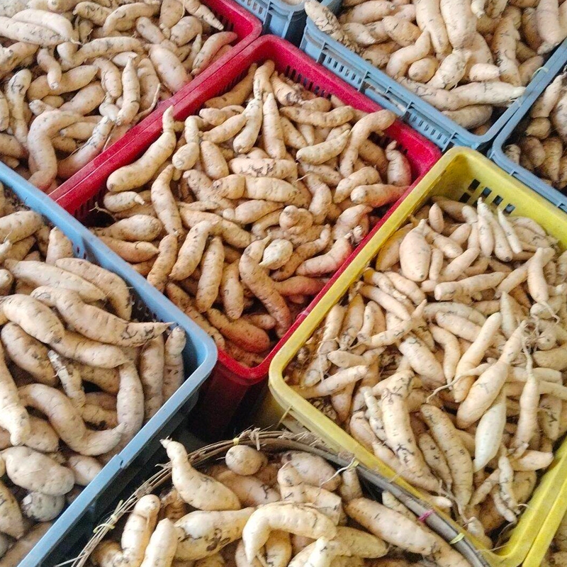 

PAKET USAHA Ubi Madu Cilembu (Ukuran Kecil 10 Kg)