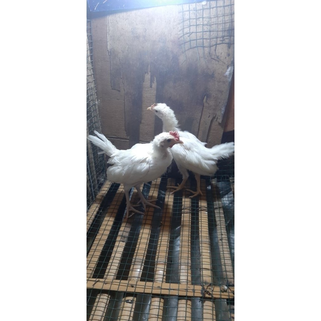 

Ayam ekor panjang onagadori