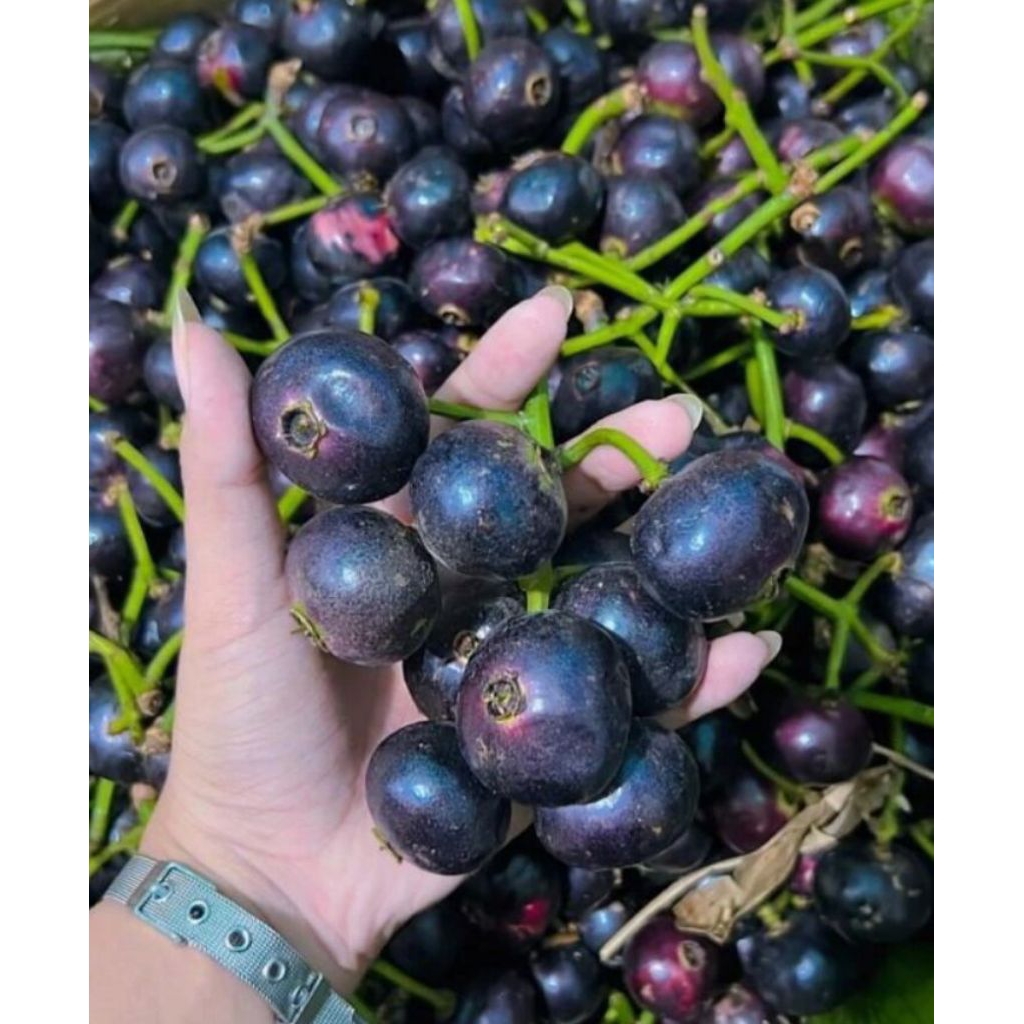 

Buah Kupa GOwok Fres 500 Gram Petik Langsung Dari Pohon Segar Terlaris