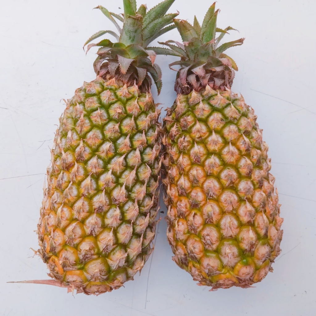 Nanas Madu Kediri | Sweet Pineapple