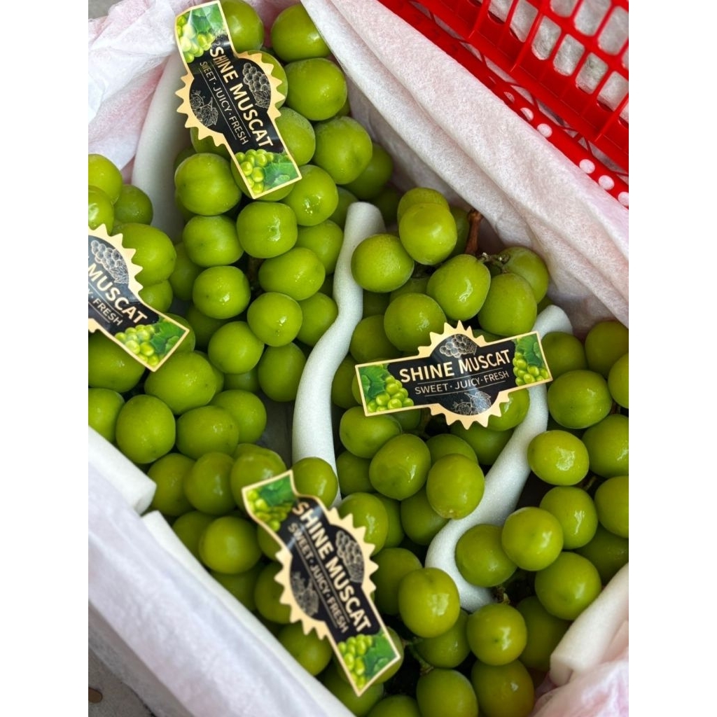 

Anggur Shine Muscat Curah 4,5kg