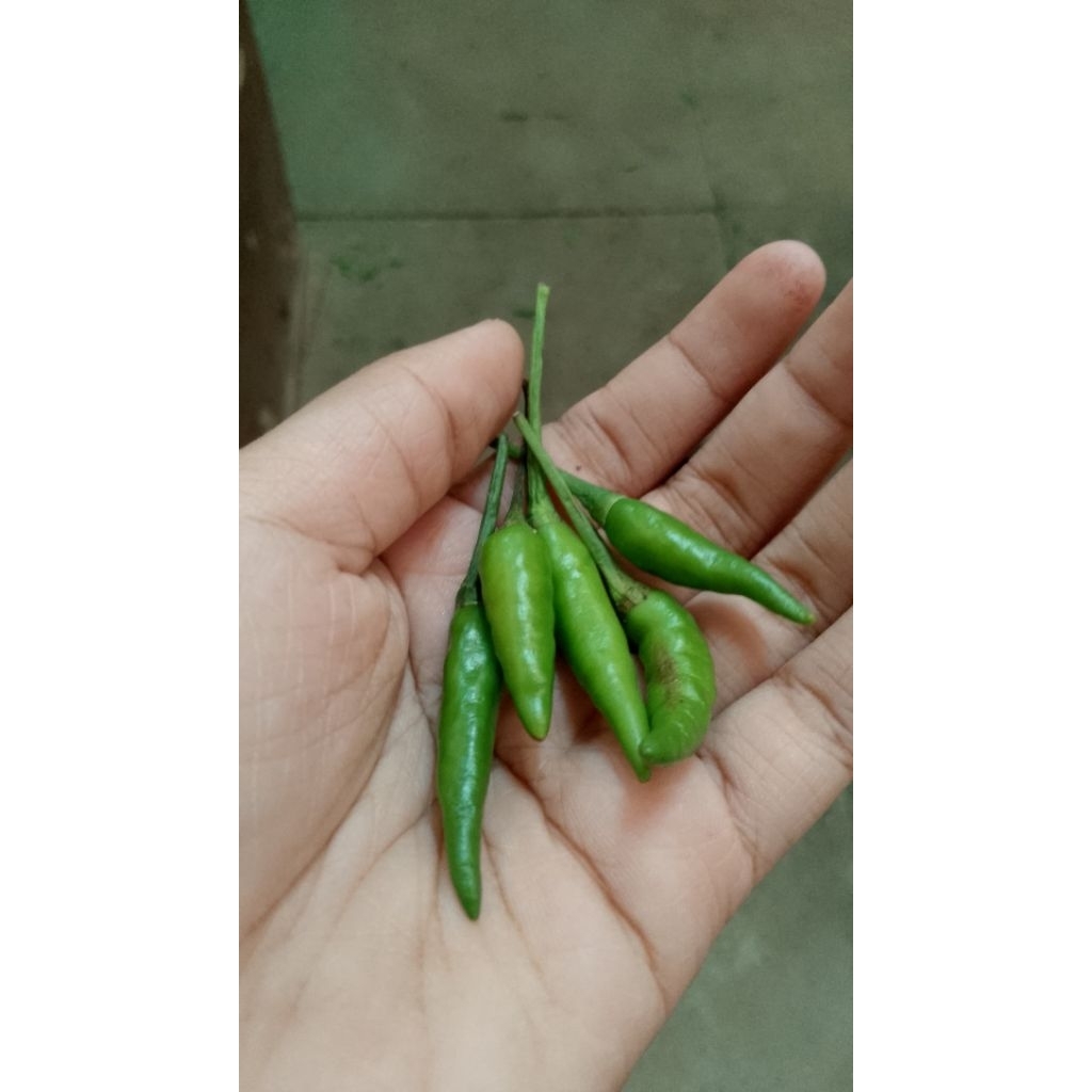 Cabe Rawit Hijau Ijo Caplak Segar 1kg - Cabai Rawit Fresh Chili Green Pepper 1 kg
