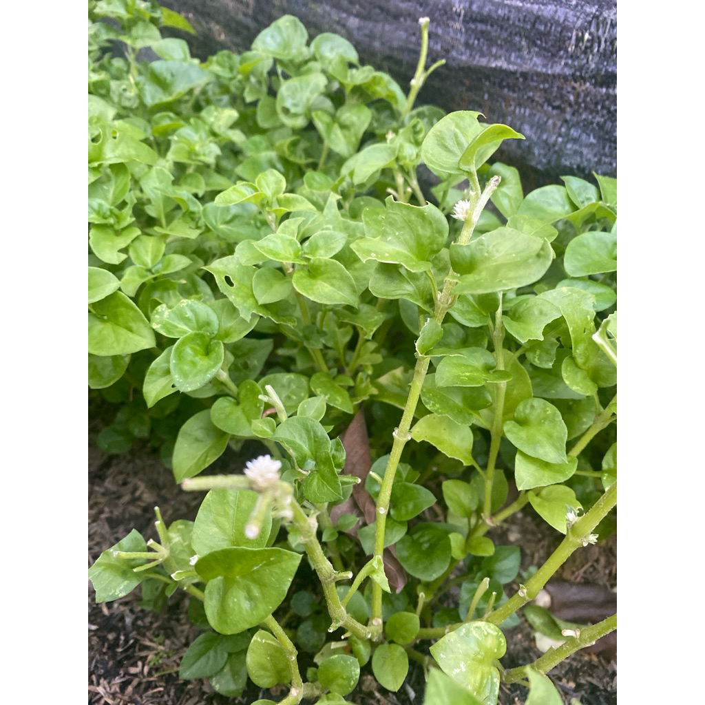 Bibit Bayam brazil