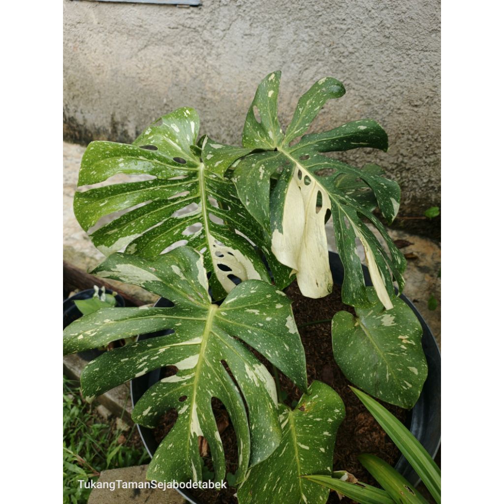 Tanaman monstera varigata/monstera varigata thailand/ tanaman hias